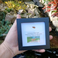 Raptor Dinosaur Tooth 11mm