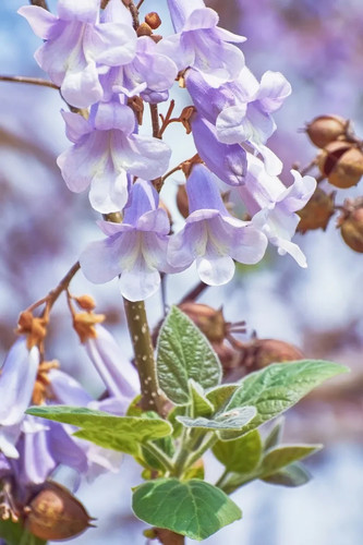Paulownia fortunei 200 - 200, seeds