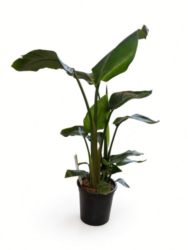 Strelitzia nicolai bird - strelitzia,