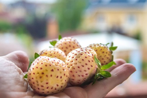 Strawberry white - ×,
