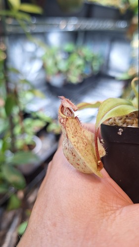 Nepenthes viking - nepenthes, x