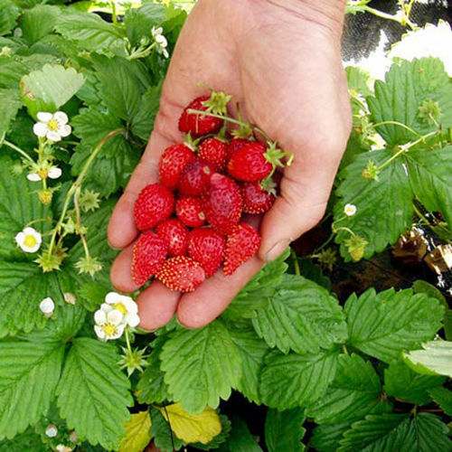 Strawberry alpine mignonette - strawberry,
