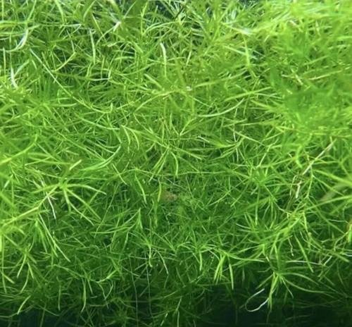 Guppy grass najas - grass, /