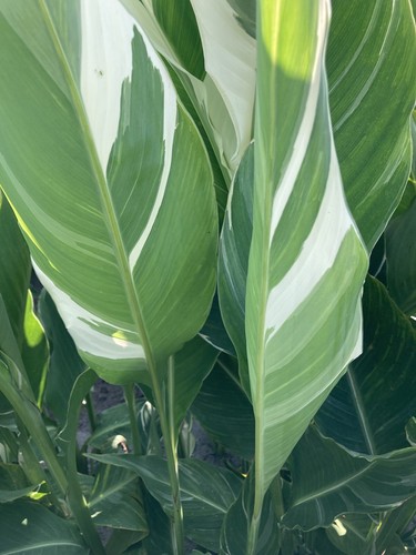 Two canna lily - lily, variegated