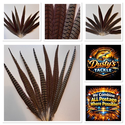 Cock pheasant tail - pheasant,