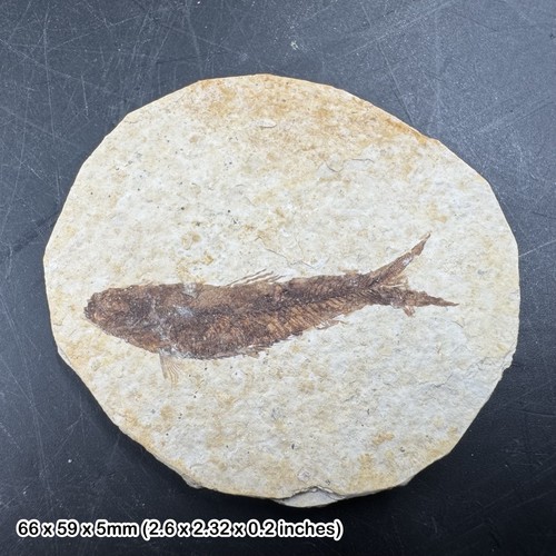 Eocene fossil fish matrix - eocene,