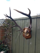 Taxidermy  Red Deer Antlers