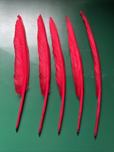 Feather quill pens - feather, biro
