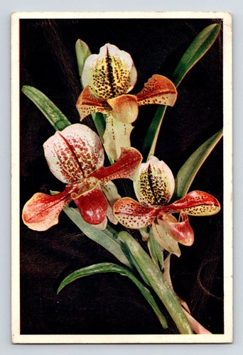 Flowers plants lady s - flowers, plants: