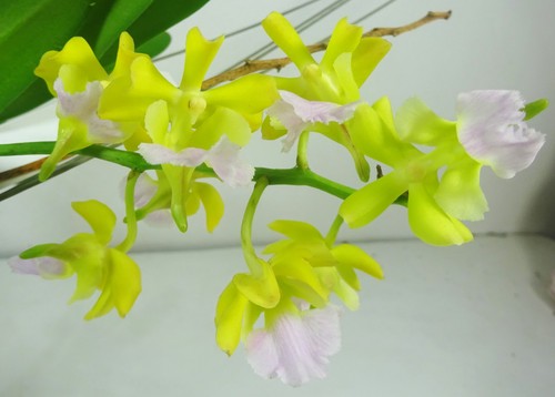 Christensonia vietnamica - , x