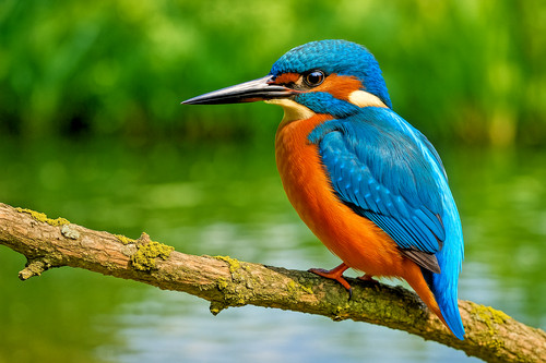 Stunning kingfisher paint - kingfisher, by