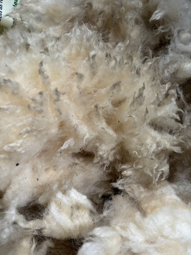 Raw sheep wool poll - sheep’s,