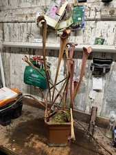 Sarracenia L57 leucophylla