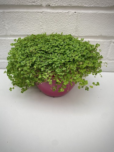 Soleirolia helxine green mind - soleirolia,