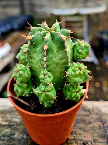 Euphorbia handiensis the - handiensis, |
