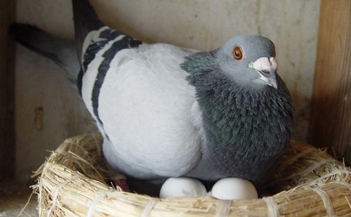 Plastic dummy eggs - dummy,