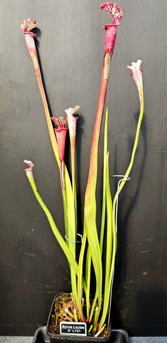 Sarracenia sylvia luise l131 - sarracenia, x