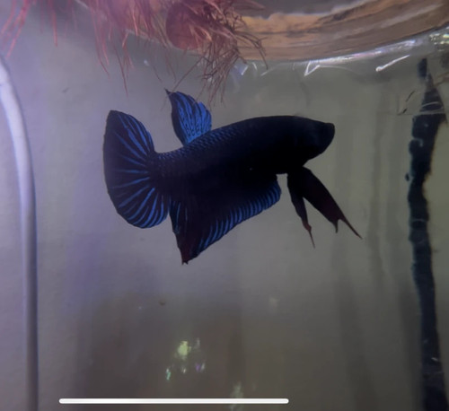 King betta plakat - king, male