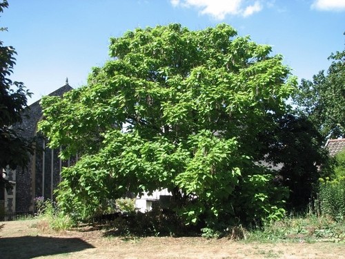 Photo 6x4 chinese catalpa tree - 6x4,