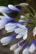 Agapanthus 'Twister'