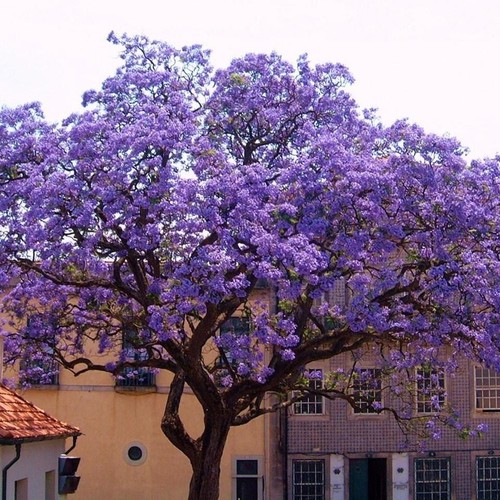 Paulownia tomentosa 200 - tomentosa, seeds
