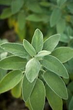 300+ Seeds Real Sage Salvia officinalis Garden Kitchen Herbs Medicinal Plant