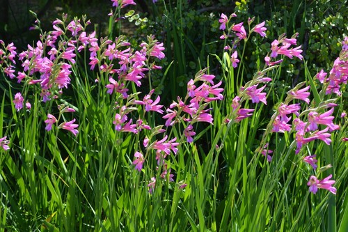 Gladiolus byzantinus - 10, x