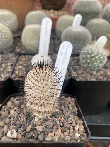 Mammillaria perezdelarosae - mammillaria,