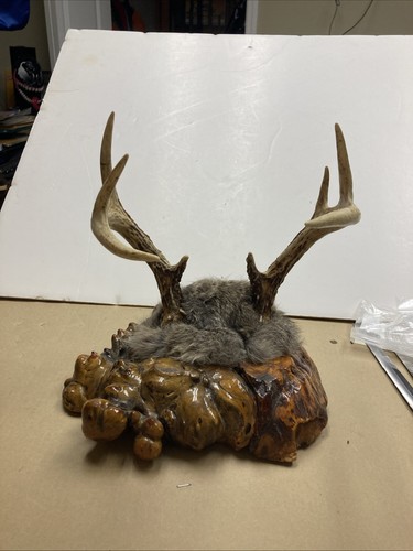 Whitetail deer antlers - , 8