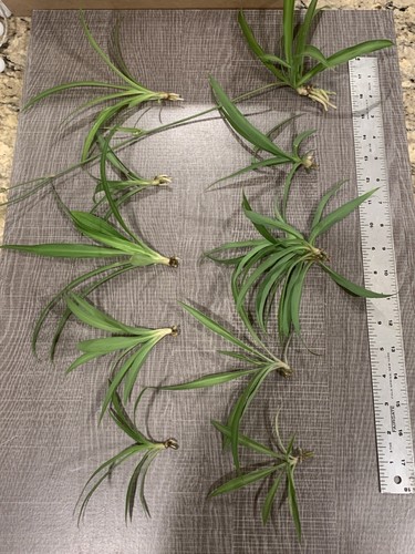 Spider plant ready - to, root