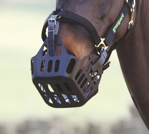 Greenguard horse grass - horse, muzzle