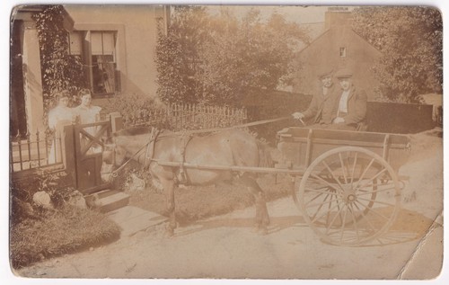 Rppc postcard horse pony - rppc,