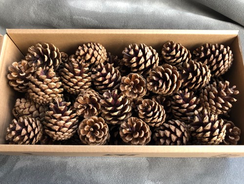 Small pine cones 6 cm - small,