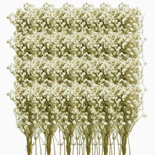 100pcs natural dried baby - dried, baby’s