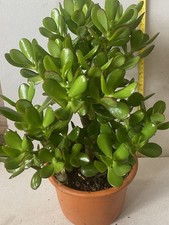 Crassula Ovata Jade Money