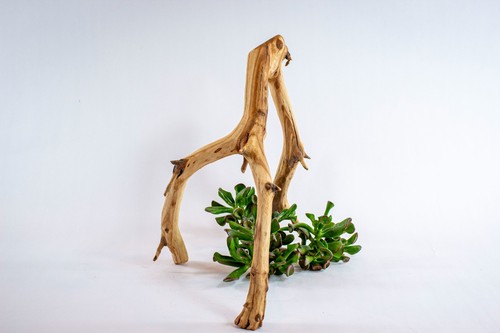 Manzanita aquarium driftwood - manzanita,