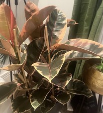 Ficus Elastica Belize Var Rubber Plant Large Leaf  Cutting
