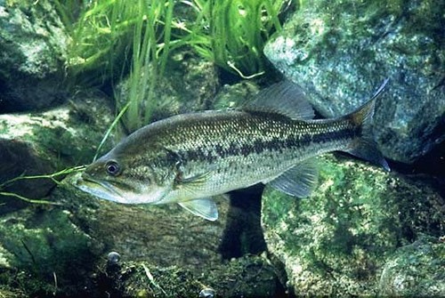 One inches largemouth - one, 2