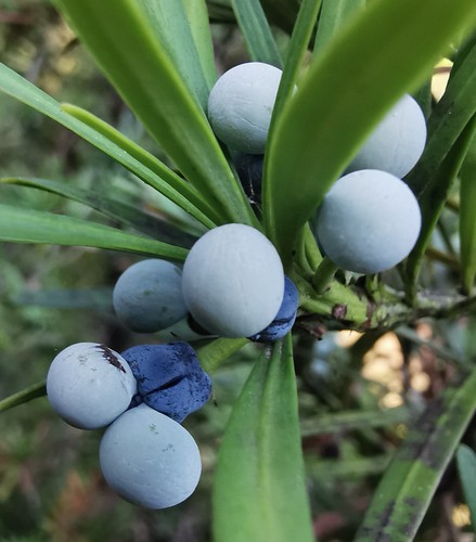 Podocarpus elatus plum pine - podocarpus,