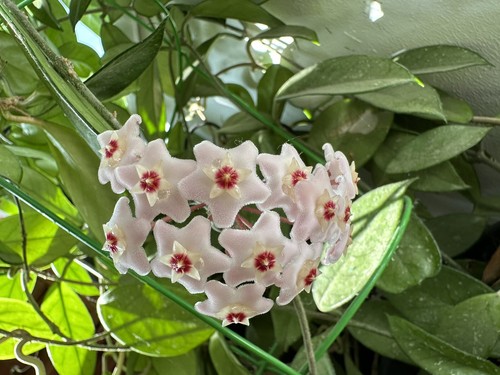 Hoya carnosa - , plant)