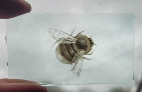 Stained glass bumble - stained, bee