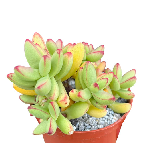 Crassula nudicaulis var