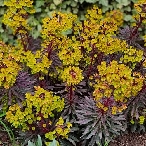Euphorbia martinii miner s - martinii, 'miner's