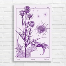 Vintage Botanical Thistle