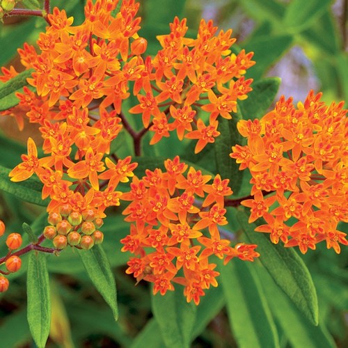 Butterfly weed seeds orange - seeds,,