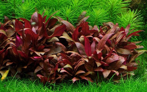Alternanthera reineckii - alternanthera,