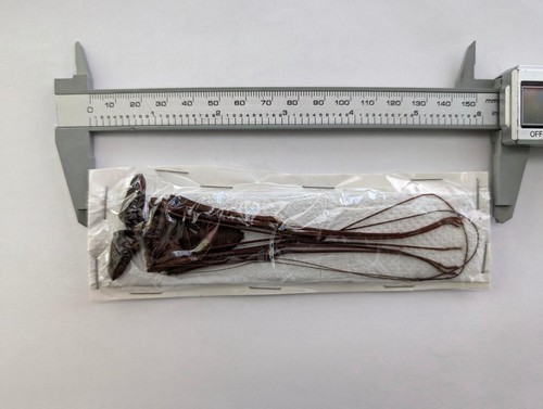 Phryna grossetaitai amblypygi
