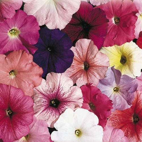 Petunia celebrity mix 25 - petunia,,