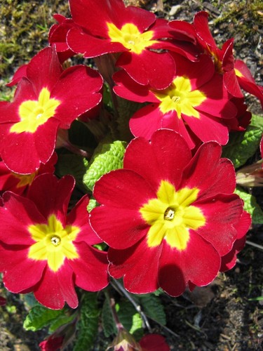 Primula mala red 500 - red, gl