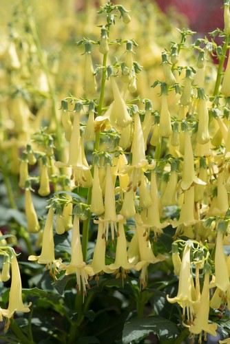 Phygelius cape fuchsia wide - fuchsia, in